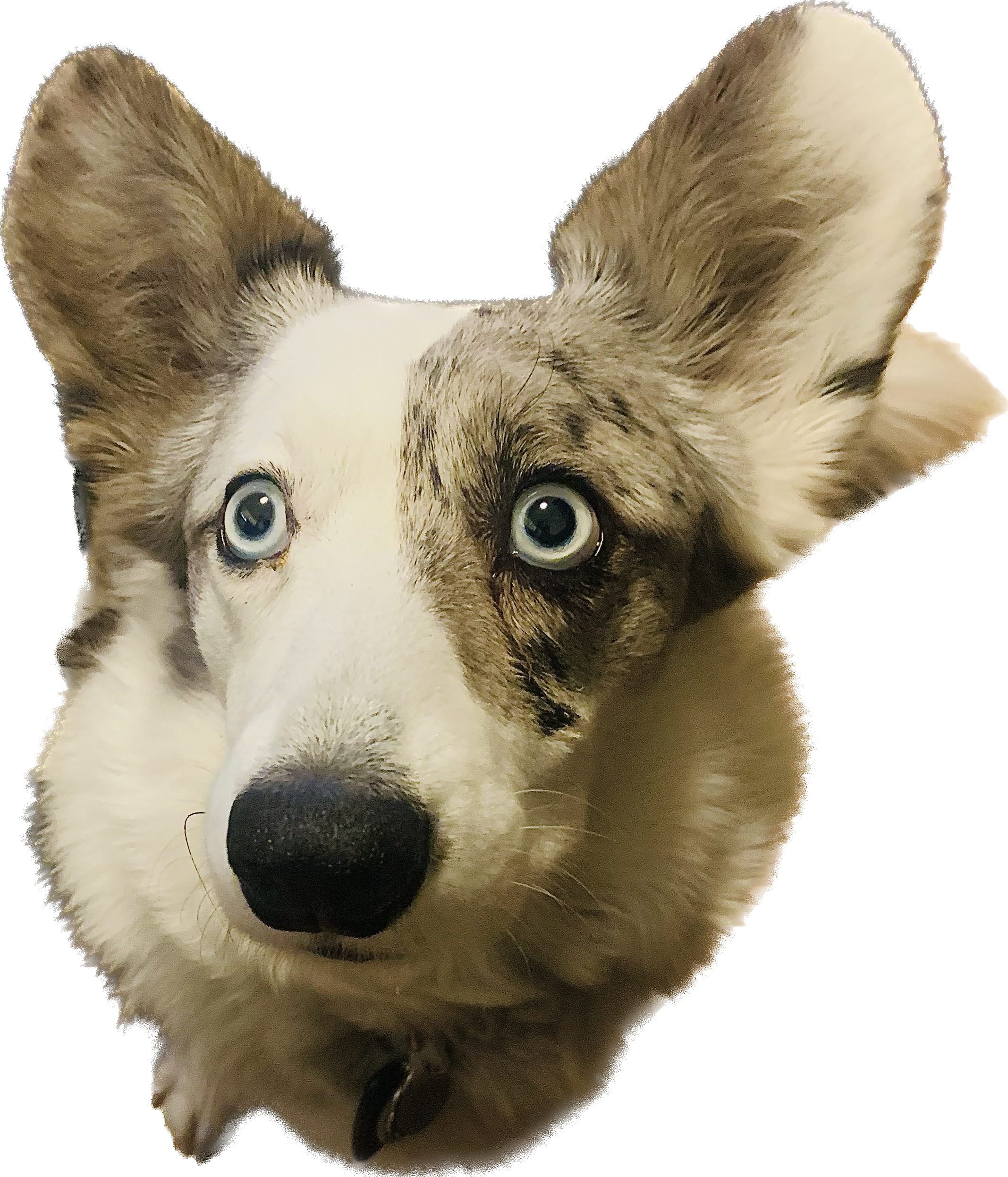 A Blue Merle Welsh Cardigan Corgi with two blue eyes named Torri, her name is short for Debonair's Vermeers Triumph